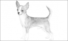ChiHuaHua - giống chó nhỏ bé nhất được biết đến hiện nay