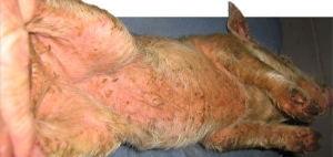 Bệnh viêm da ở lợn do Staphylococcus Hyicus