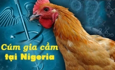 Cúm gia cầm độc lực cao ở Nigeria bùng phát