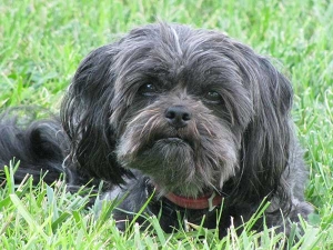 Affenpinscher - những chú quỷ nhỏ để ria mép