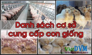 Danh sách một số doanh nghiệp, đơn vị cung cấp giống heo và gia cầm