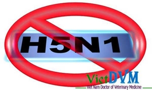 Dịch cúm gia cầm H5N1 tiếp tục bùng phát tại Vĩnh Long