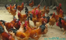 Các bệnh thường gặp trong chăn nuôi gà vào mùa mưa