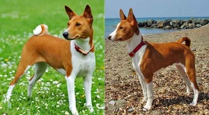 Basenji - Giống chó săn thanh lịch có xuất xứ từ châu Phi