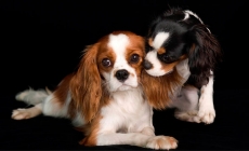 Cavalier-King Charles Spaniels - tầng lớp quý tộc