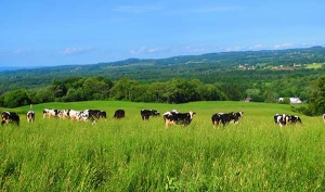 Phát hiện loại cỏ mới giúp bò cho nhiều sữa hơn