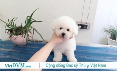 Cạo lông máu cho poodle