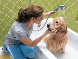 Bạn đã tắm cho thú cưng đúng cách chưa?