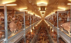 Xu hướng chăn nuôi gà đẻ trứng theo kiểu lồng tự do – ưu và nhược điểm?