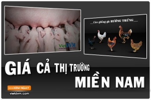 Giá cả thị trường miền Nam tuần 45 năm 2015 (02/11- 08/11)