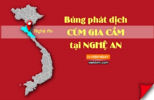 Cúm gia cầm H5N1 tiếp tục xuất hiện tại Nghệ An