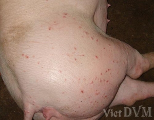 Bệnh Circo virus trên heo - Hiểm họa tiềm tàng trong chăn nuôi