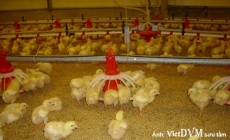 Bệnh nấm diều ở gà – Cách nấm men gây các triệu chứng, bệnh tích trên gà như thế nào?