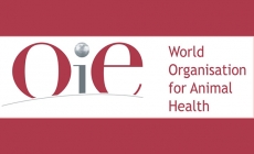 OIE &amp; Chiến dịch chống kháng kháng sinh toàn cầu?