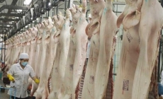 Bảo hộ: Rào cản lớn cho xuất khẩu thịt heo