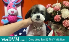 Chó Poodle bao nhiêu tiền?