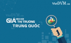 Cập nhật giá heo giống tại Trung Quốc ngày 21/07/2021