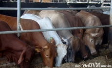 Hòa Phát đang đầu tư nuôi bò Úc ra sao?