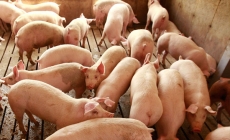 Giá lợn &#039;phi mã&#039;, Bộ trưởng Nông nghiệp đề nghị đưa về mức 45.000 đồng/kg