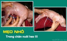 Mẹo chăm sóc heo con: dùng dây rút nhựa để buộc dây rốn cho heo