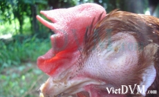 Sưng phù đầu trên gà do APV (Avian pneumovirus) gây ra