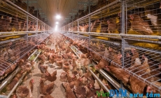 Phong trào hưởng ứng chăn nuôi gà đẻ trứng kiểu “lồng tự do” ở mỹ tiếp tục tăng cao.