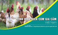 Tình hình dịch cúm gia cầm Việt Nam đến ngày 15/05/2017