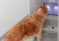 Chi 18 tỷ đồng để làm khách sạn 5 sao cho thú cưng