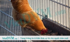 Xu hướng dinh dưỡng chăn nuôi gia cầm mới tương lai là gì?