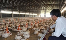 Gần 10 triệu con gà quá tuổi vẫn chưa xuất chuồng, Bộ NN&amp;PTNT nói gì?