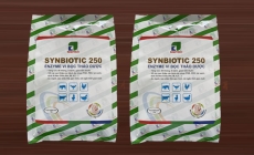 SYNBIOTIC 250 - GIẢI PHÁP HIỆU QUẢ KHỐNG CHẾ BỆNH DỊCH TẢ HEO CHÂU PHI