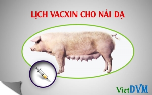 Lịch vaccine cho heo nái dạ