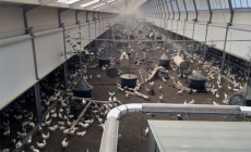 Mô hình chăn nuôi gà đẻ của tương lai ở Hà Lan