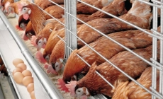 Giảm chi phí khi chăn nuôi gà đẻ bằng TACN tự trộn