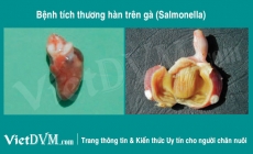 Những điều bạn nhất định phải biết về bệnh thương hàn (Salmonella) trên gà