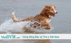 7 Bệnh thường gặp nhất khi chó của bạn tiếp xúc với nước