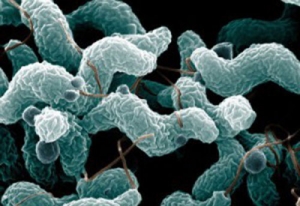Kiểm soát vi khuẩn Campylobacter trên gia cầm