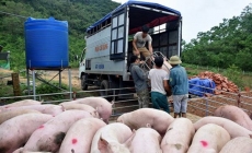 Hàng nghìn con heo sống từ Thái Lan sẽ đổ bộ về Việt Nam, giá chỉ khoảng 60.000 đồng/kg