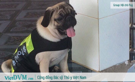 Tuổi Thọ Chó Pug: Những Điều Cần Biết Để Chăm Sóc Pug Lâu Dài