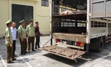 Lợn Trung Quốc tràn sang Việt Nam, cách quản lý đang “có vấn đề”