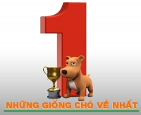 Các giống chó và những cái &quot;nhất&quot; theo khoa học