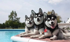 Alaskan Klee Kai - Phiên bản thu nhỏ của Husky