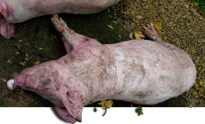 Ca bệnh thực tế tại trại: Bệnh phù trên heo thịt 70-80kg (p2)