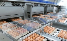 Top 10 công ty sản xuất trứng lớn nhất thế giới