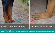 Chó bị hạ bàn và những điều chắc chắn bạn phải biết