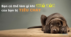 Làm thế nào để cún ngừng tiêu chảy?