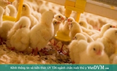 Giảm Stress nhiệt trên gà đẻ và nâng cao hiệu quả chăn nuôi gà đẻ mùa nóng