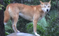 Đặc điểm và tính cách của giống chó Dingo Đông Dương