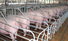 Hoà Phát và Hùng Vương vừa bắt đầu nhập lợn năm 2016 từ Đan Mạch