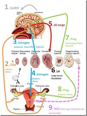 Ứng dụng hormone sinh sản trong quản lý và tăng năng suất đàn nái - phần 1